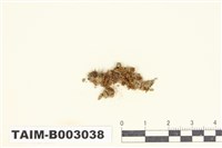 藏品(短頸苔屬)的圖片